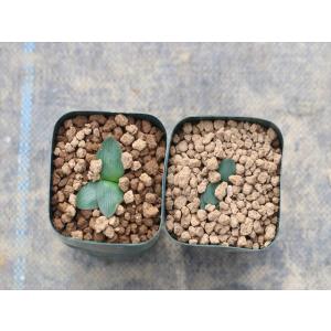 Brunsvigia striata/ブルンス...の詳細画像2