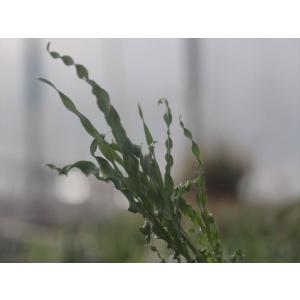 Othonna macrosperma/オトンナ・マクロスペルマ : 大木ナーサリー