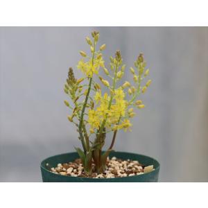 Bulbine vittatifolia/ブルビ...の商品画像