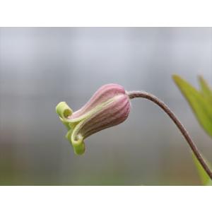 クレマチス・コアクチリスブラウン１