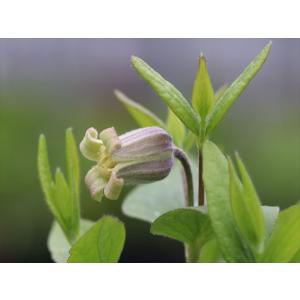 クレマチス・コアクチリスブラウン2