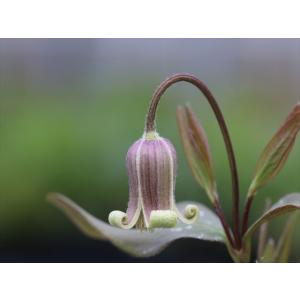 クレマチス・コアクチリスブラウン4