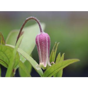 クレマチス・コアクチリスブラウン5