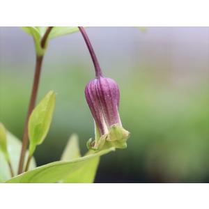 クレマチス・コアクチリスブラウン6