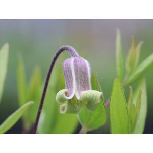 クレマチス・コアクチリスブラウン7