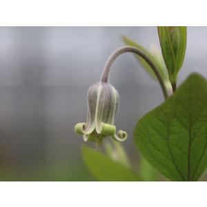 クレマチス・コアクチリスブラウン8