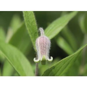 クレマチス・コアクチリスブラウン30