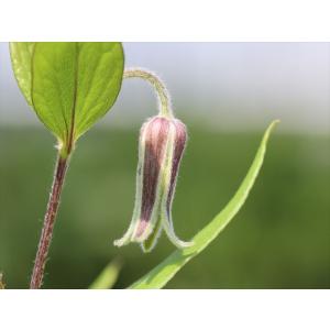 クレマチス・コアクチリスブラウン31