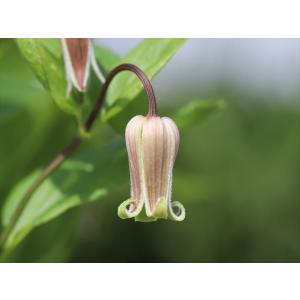 クレマチス・コアクチリスブラウン32