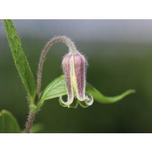 クレマチス・コアクチリスブラウン33