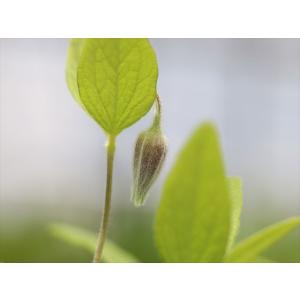 クレマチス・コアクチリスブラウン34