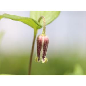 クレマチス・コアクチリスブラウン35