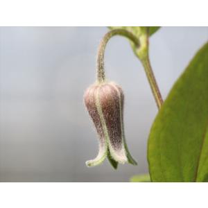 クレマチス・コアクチリスブラウン9