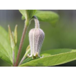 クレマチス・コアクチリスブラウン10