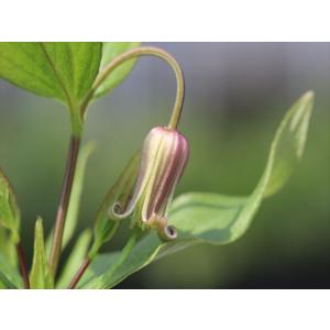 クレマチス・コアクチリスブラウン11