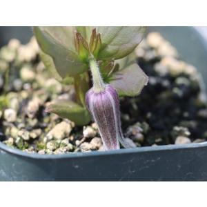 クレマチス・コアクチリスブラウン12