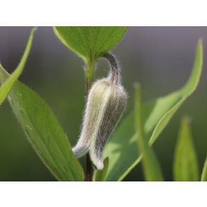 クレマチス・コアクチリスブラウン13