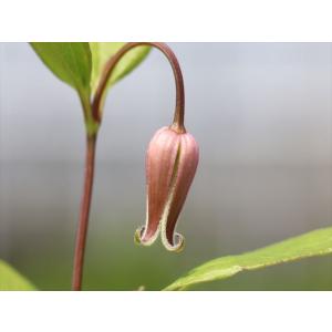 クレマチス・コアクチリスブラウン14