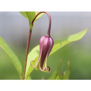 クレマチス・コアクチリスブラウン15