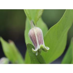 クレマチス・コアクチリスブラウン27