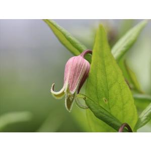 クレマチス・コアクチリスブラウン28