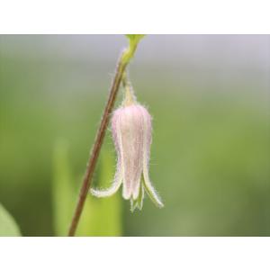 クレマチス・コアクチリスブラウン29