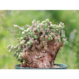 大木ナーサリー　ノスタルジアdd6号充実株！ 大木ナーサリーノスタルジアdd6号充実株！