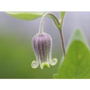 クレマチス・コアクチリス5