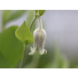 クレマチス・コアクチリス27