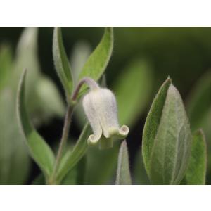 クレマチス・コアクチリス32