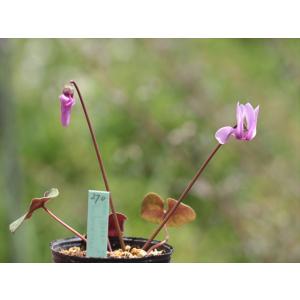 クレマチス・コアクチリスブラウン8 : 大木ナーサリー - 通販 - Yahoo