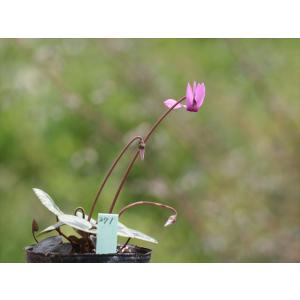 シクラメン・プルプラセンス271