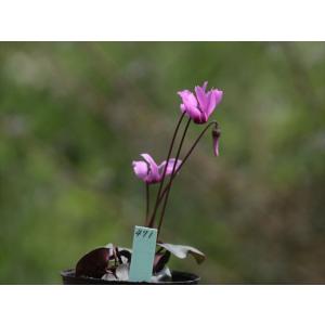 デュメ系ダブルグリーニッシュホワイト（種親）xいろは交配グリーン