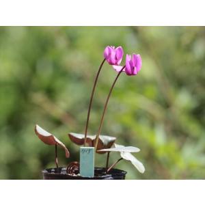 ヒデコートハイブリッドダブル : 大木ナーサリー - 通販 - Yahoo