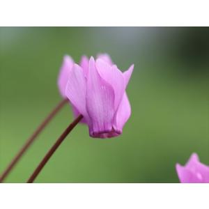 シクラメン・プルプラセンス182