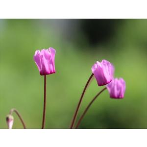 シクラメン・プルプラセンス202