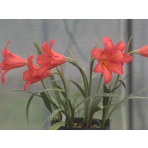 アナカンプセロス コンプトニー　2株 多肉植物・サボテン販売～PICO庵～ / アナカンプセロス属 コンプ