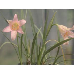 Cyrtanthus spiralis/キルタンサス・スピラリス : 大木ナーサリー