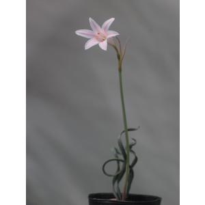 Cyrtanthus spiralis/キルタンサス・スピラリス : 大木ナーサリー