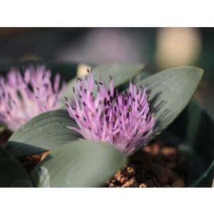 Daubenya alba/ダウベニア・アルバの商品画像