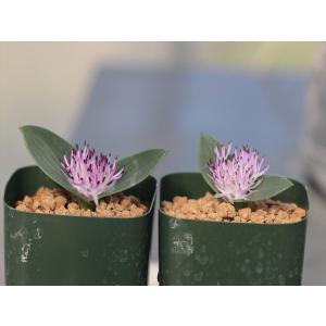 Daubenya alba/ダウベニア・アルバの詳細画像1