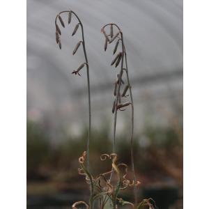 クレマチス　アルビコマ　大木ナーセリー　正規品　レア品種 クレマチス・アルビコマ1 : 大木ナーサリー - 通販 - Yahoo!ショッピング