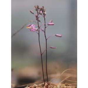 Cyrtanthus spiralis/キルタンサス・スピラリス : 大木ナーサリー