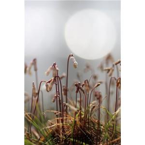 遠心式加湿器 TL5500 遠心力の作用で4,000cc/時の大噴霧量 正規販売店