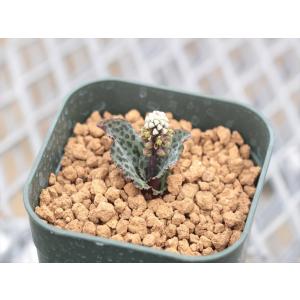 クレマチス　コアクチリス②大株 ✨️６号鉢すぐ楽しめる豪華株 (❁ᴗ͈ˬᴗ͈) クレマチス・コアクチリス6 : 大木ナーサリー - 通販 - Yahoo!ショッピング