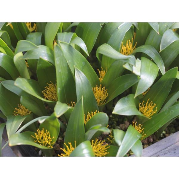 Daubenya stylosa/ダウベニア・スティローサ