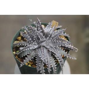 Dyckia 'Black Ice' /ディッキア ’ブラックアイス’｜ohgi-nursery