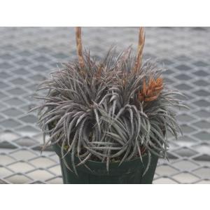 dyckia choristaminea Purple form/ディッキア・コリスタミネア ’パープル フォーム’｜ohgi-nursery