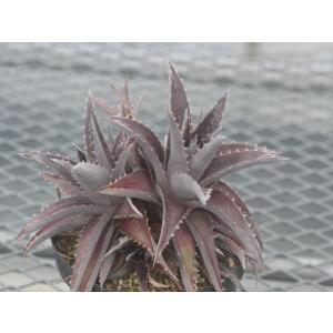 Dyckia platyphylla Lavender Form/ディッキア・プラティフィラ　ラベンダーフォーム｜ohgi-nursery