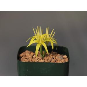 大木ナーサリー - Yahoo!ショッピング